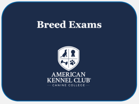 Pyrenean Shepherd Breed Exam on Sale