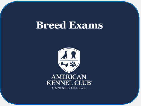 Afghan Hound Breed Exam Sale