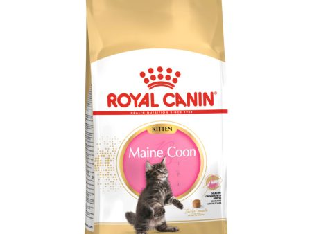 Royal Canin Maine Coon Kitten Hot on Sale