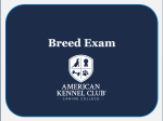 Norwich Terrier Breed Exam Fashion