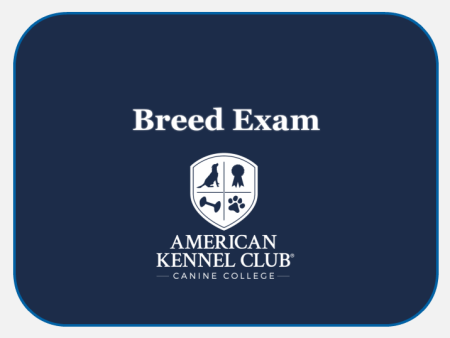 Norwich Terrier Breed Exam Fashion