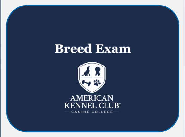 Norwich Terrier Breed Exam Fashion