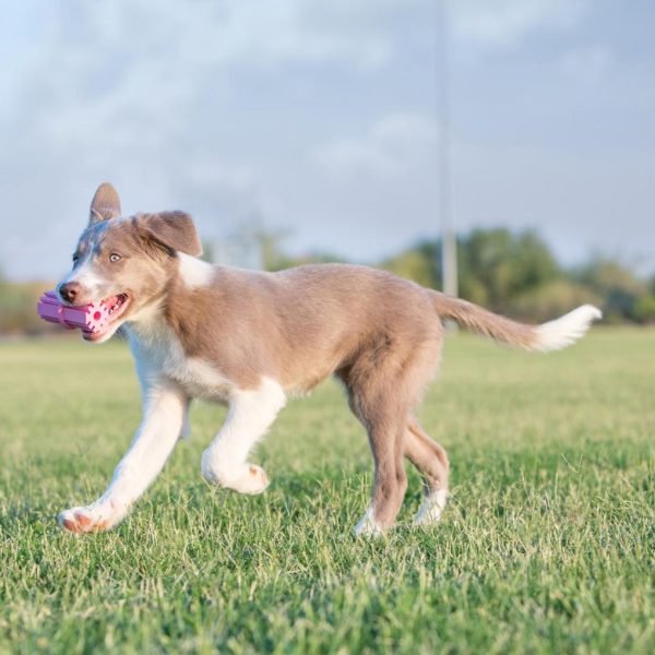 KONG Puppy Teething Stick For Cheap