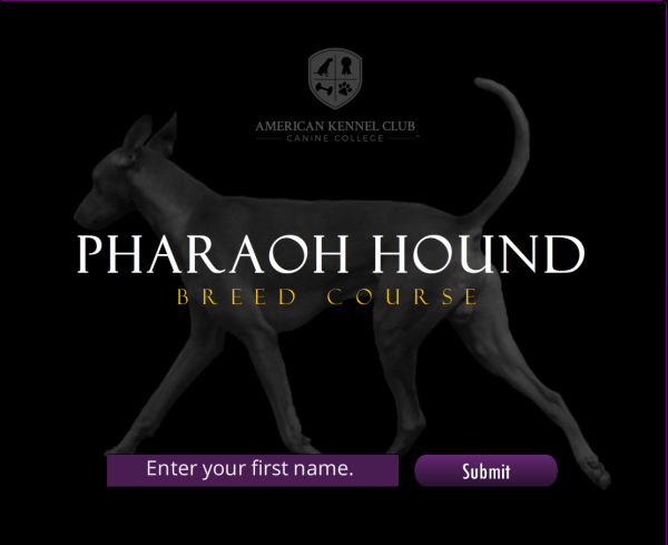 Pharaoh Hound Breed Course on Sale