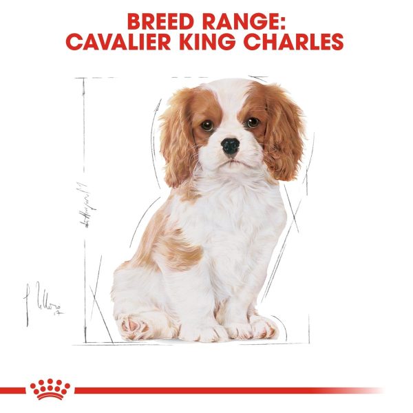 ROYAL CANIN® Cavalier King Charles Puppy Dry Dog Food 1.5Kg Supply