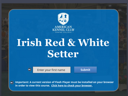 Irish Red and White Setter Breed Course on Sale