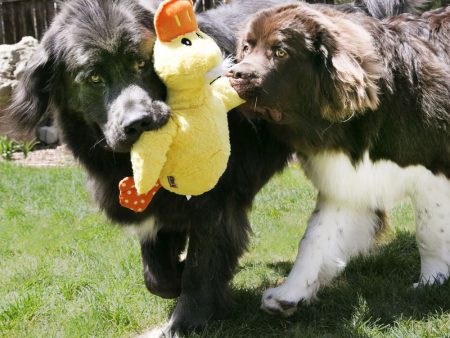 KONG Comfort Jumbo Assorted Duck Dog Toy For Sale