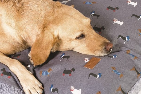 FatFace Marching Dogs Deep Duvet For Dogs Online now