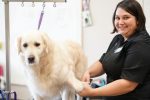 SAFETY IN THE SALON FOR GROOMERS COURSE Online now