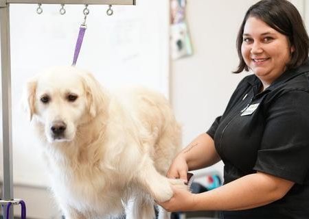 SAFETY IN THE SALON FOR GROOMERS COURSE Online now