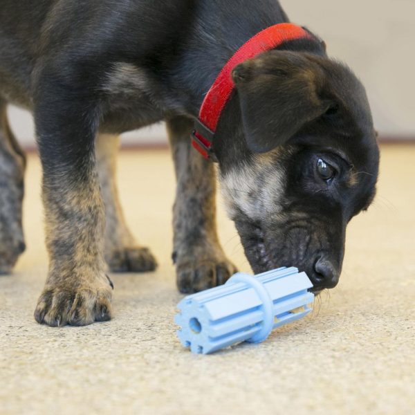 KONG Puppy Teething Stick For Cheap