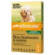 Advocate For Puppies and Small Dogs Up to 4kg 3 Pack Online Sale