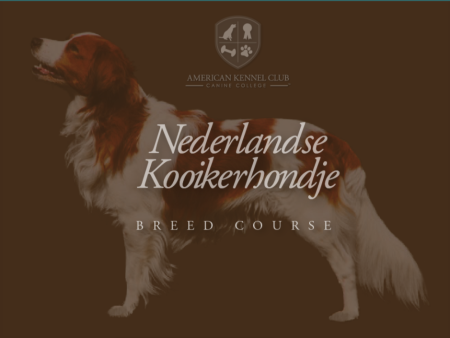 Nederlandse Kooikerhondje Breed Course Supply