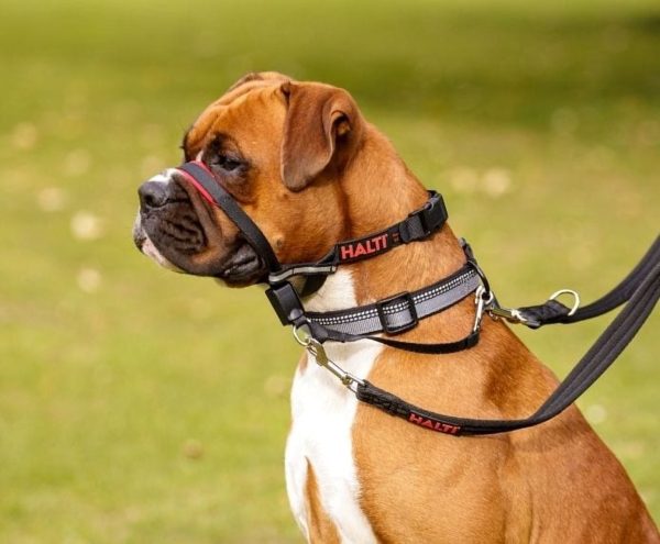 Company of Animals Halti Optifit Dog Headcollar Online