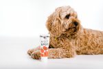 Pet Drs Dog Hot Spot Cream Fashion