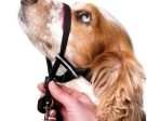 Company of Animals Halti Optifit Dog Headcollar Online