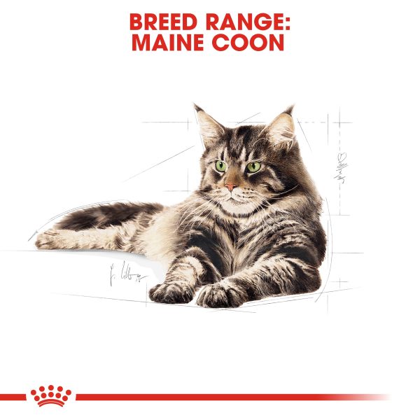 Royal Canin Maine Coon Adult Dry Cat Food 10kg For Discount