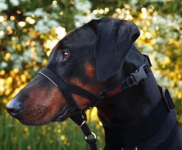 Company of Animals Halti Dog Headcollar Black For Sale